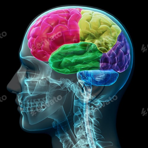 Preview: Brain coloed sections