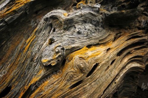 Preview: Closeup of tree trunk