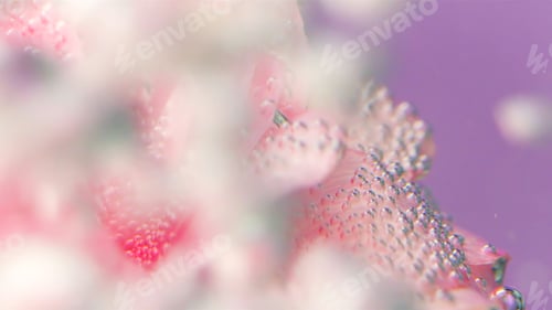 Preview: A delicate pink flower under water with bubbles. Stock footage.Bright bubbling bubbles with a flower