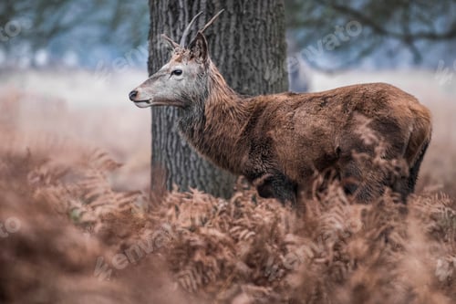 Preview: Red Deer (Cervus elaphus) in Richmond Park, London, England