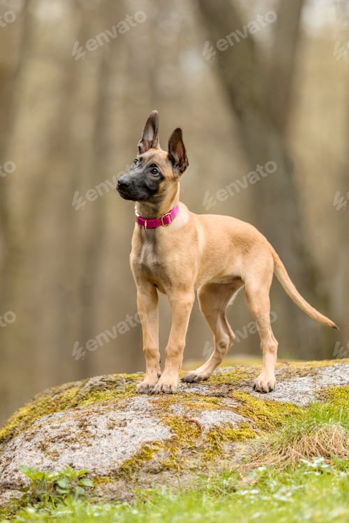 Preview: Young Belgian Malinois with Pink Collar Standing Alertly on Elevated Rock