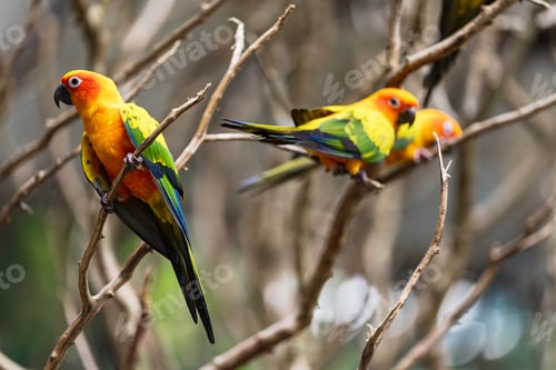 Preview: Beautiful colorful sun conure parrot birds