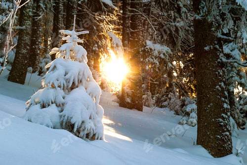 Preview: Snow covered little pine tree in winter forest