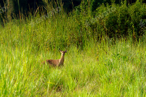 Preview: Wild young fallow deer (capreolus capreolus) in beautiful spring nature during sunset