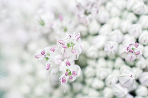 Preview: leek inflorescence close up, macro photography, delicate pastel floral background, neutral, depth of