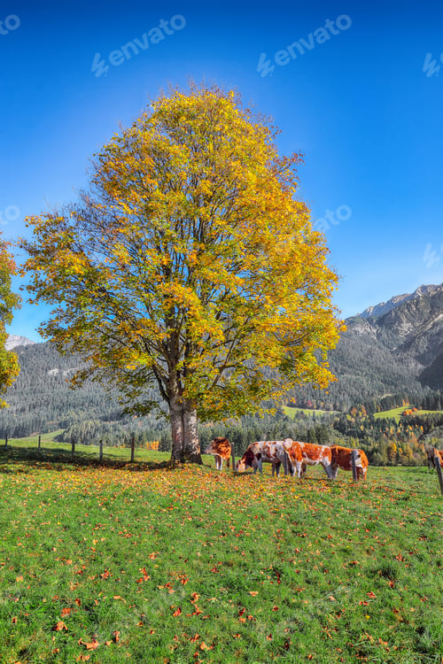 Preview: Amazing view of Mitterhofen village with cows on meadow.