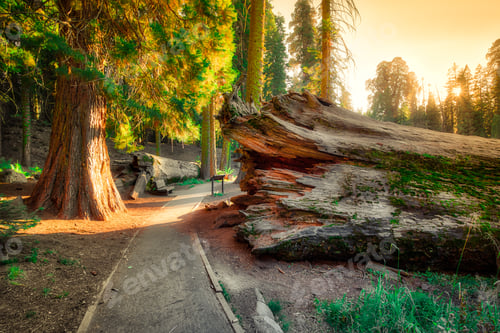 Preview: Path Through The Fallen Giant, The Giant Forest, Sequoia National Park, California