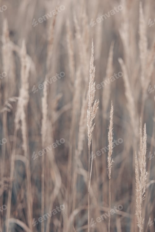 Preview: Pampas grass in autumn. Natural background. Dry beige reed. Pastel neutral colors and earth tones.
