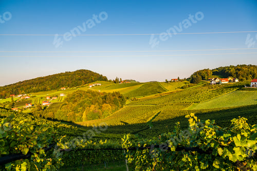 Preview: Austria Vineyards Sulztal wine street area south Styria , wine country. Tourist destination