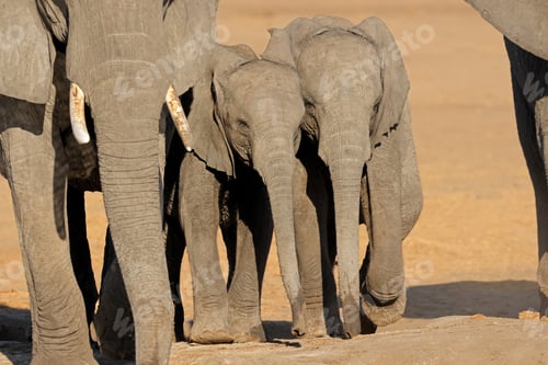 Preview: African elephant calves - Chobe National Park