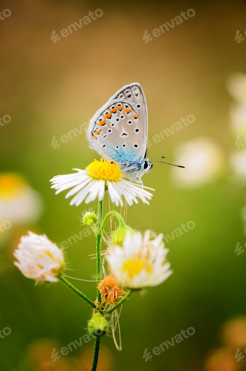 Preview: Beautiful butterfly sitting on flower.