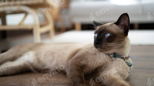 Preview: Cat Brown beige relaxing cat. Siamese cat resting