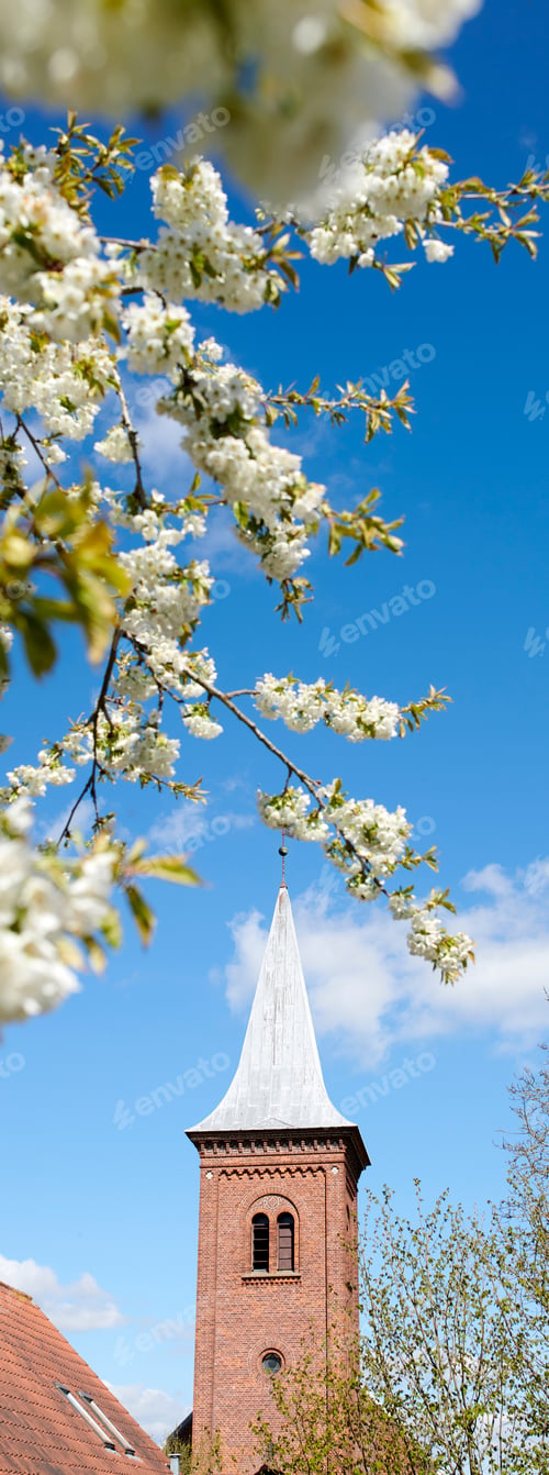 Preview: Beautiful flowers from my garden. A series of beautiful garden photos.