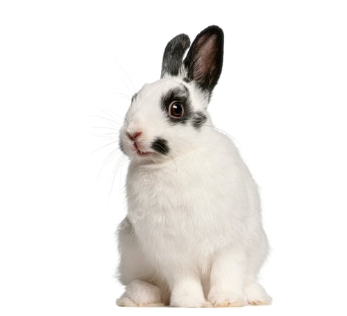 Preview: White spotted Dalmation bunny rabbit sitting on white background