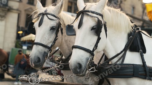 Preview: White Horses In Old European City Center