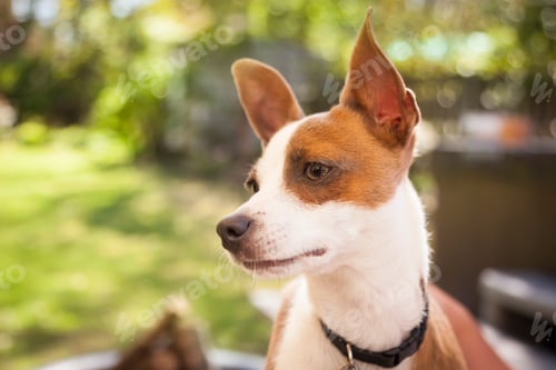 Preview: Cute Jack Russell Terrier