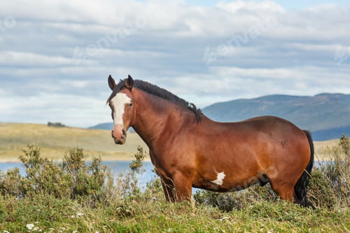 Preview: Horse on meadow