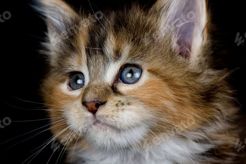Vorschau: Porträt eines Maine Coon-Kätzchens