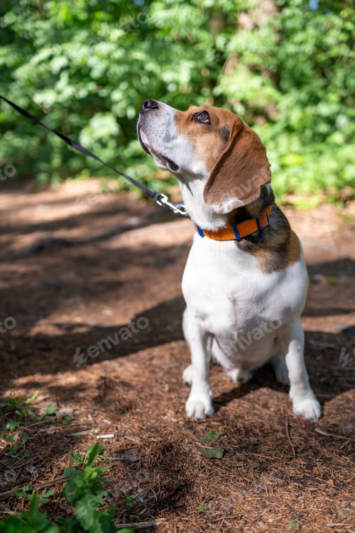 Preview: Cute beagle on a leash sitting on a forest path surrounded by trees,