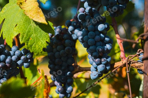 Preview: Purple grapes in the vineyard, harvesting for wine production, selective focus