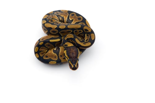 Preview: The royal python isolated on white background