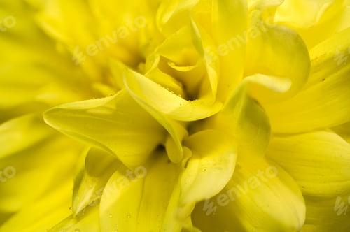 Preview: Vibrant Yellow Dahlia Macro