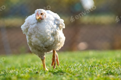 Preview: Hen feed on traditional rural barnyard.