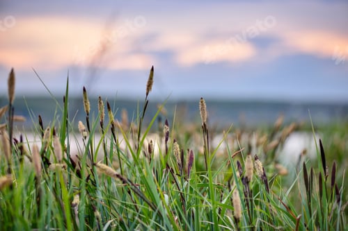 Preview: Flowering sedge (Carex) against a evening sky