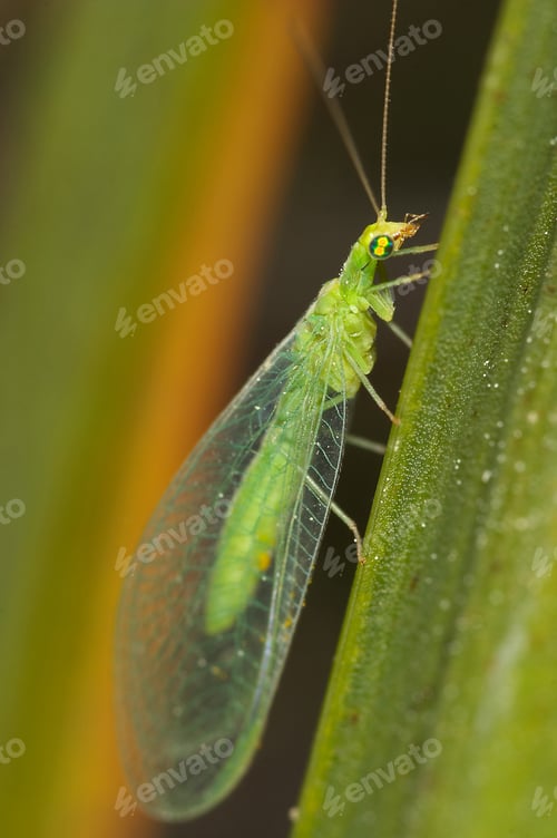Preview: Crisopa (Chrysopa septempunctata)