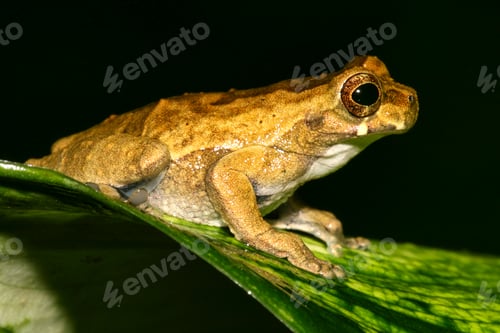 Preview: Tropical Green Frog, Napo River Basin, Amazonia, Ecuador