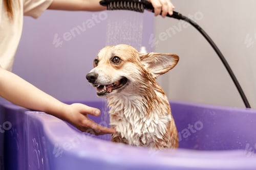Preview: Cropped view of the skilled groomer carefully wash the dog in bath