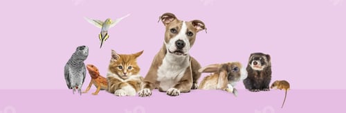 Preview: Group of pets leaning together on a empty web banner to place text