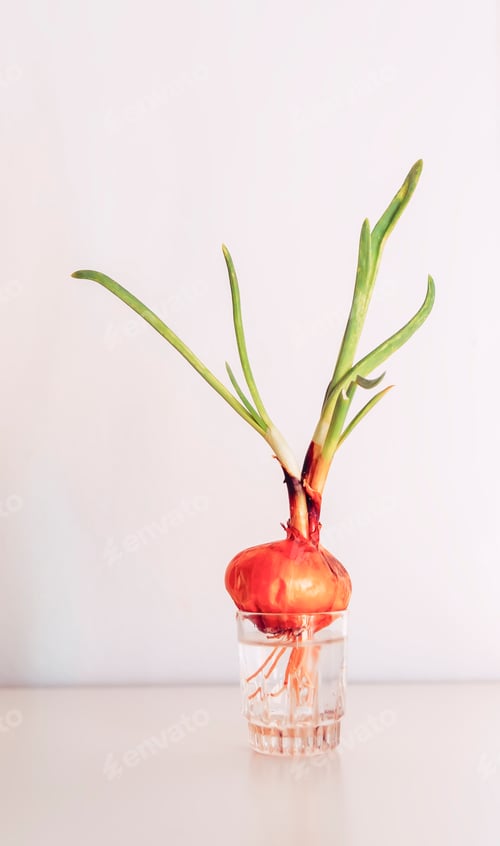 Preview: Onion with green sprouts in a glass jar.
