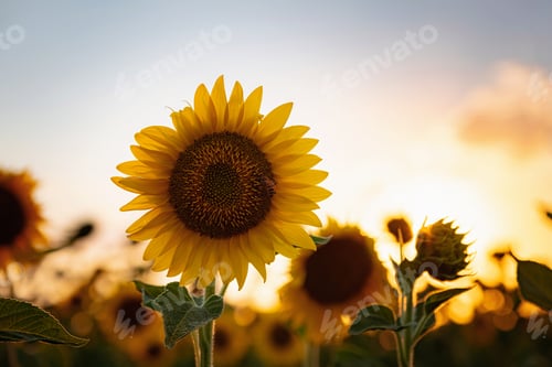 Preview: Sunflowers in the field, summertime agricultural background