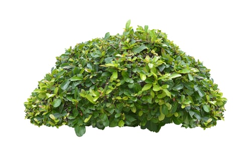 Preview: green bush on white background.