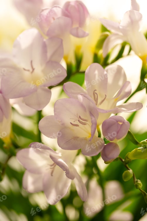 Preview: Lylac freesias close up, spring flowers
