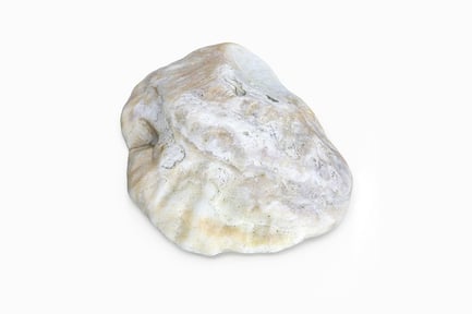 Preview: Textured Oyster Shell Specimen