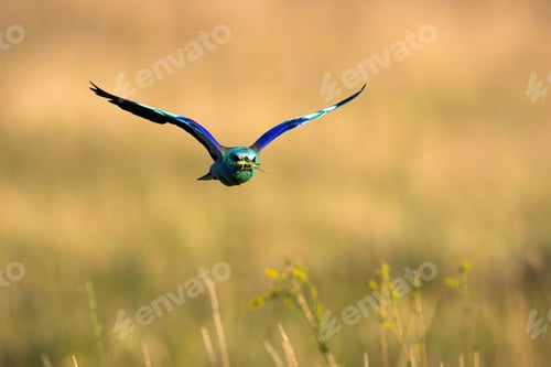 Preview: Colorful european roller flying over the field in summer