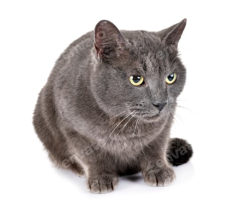 Preview: Chartreux cat in studio