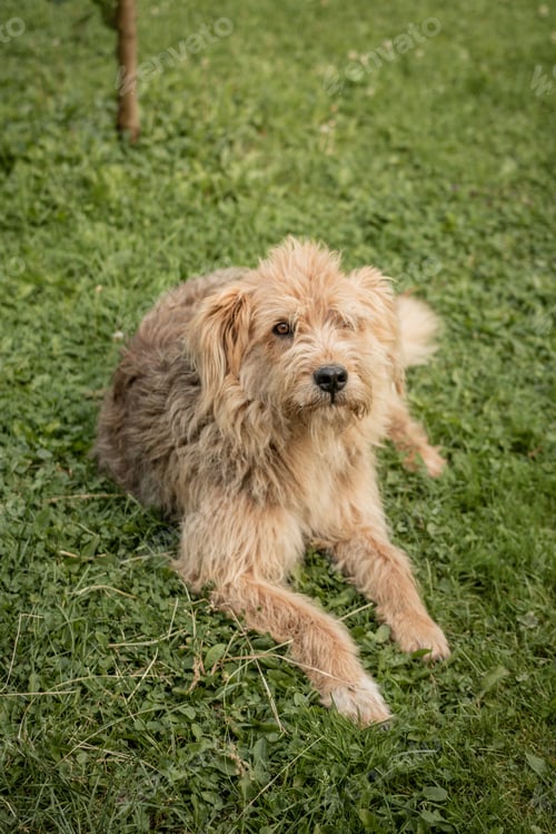 Preview: Cute dog playing in the garden