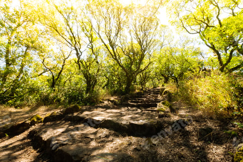 Preview: Via crucis trail on ancient forest of Bussaco