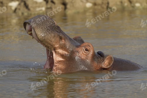 Preview: Closeup shot of a hippopotamus in the water with its mouth open