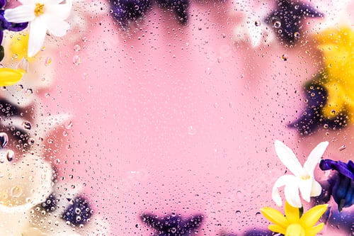 Preview: Floral background. Various daffodil flower heads, hyacinth. Water drops on glass