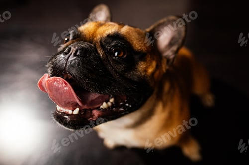Preview: Excited french bulldog puppy