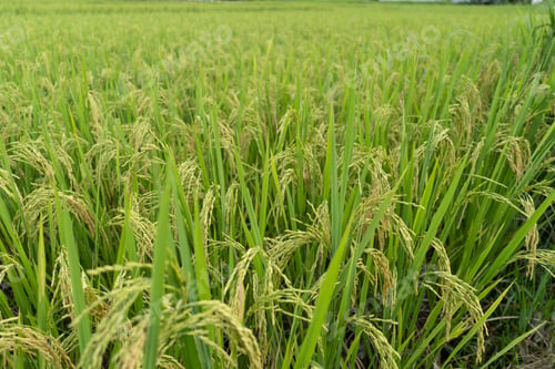 Preview: Green Terraced Rice Field. rice is growing in the field background.