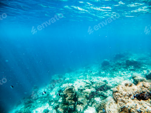 Preview: corals and tropical fish underwater sea life