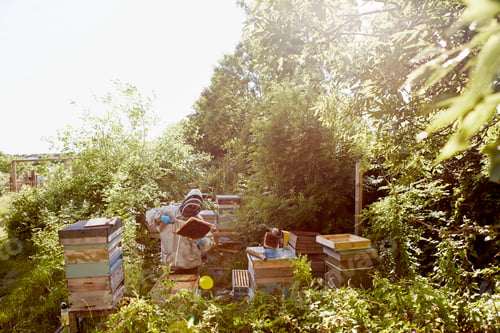 Preview: A beekeeper in a protective suit and face covering inspecting the frames in his bee hives.