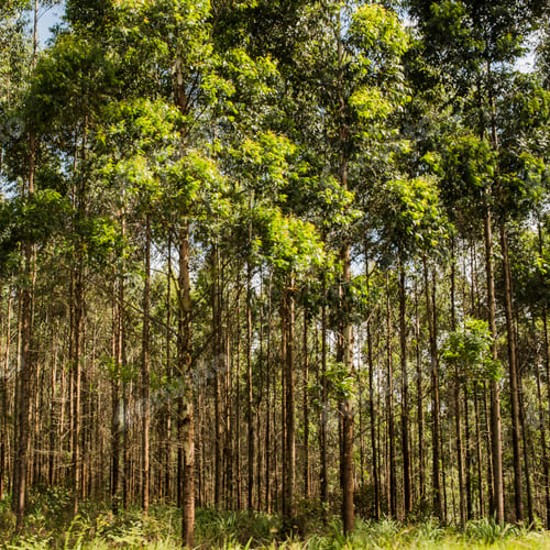 Preview: Rows of forest trees in sunlight, South Africa