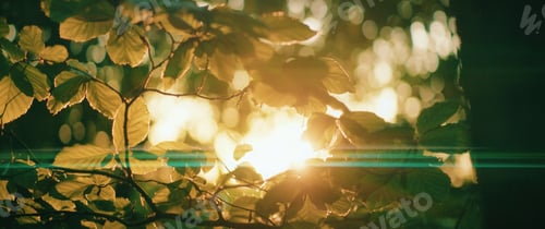 Preview: Magical sunrise in dark forest. Morning sun breaks through the thick leaves in summertime