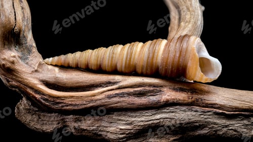 Preview: Turritella shell on driftwood macro black background